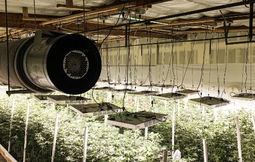 Mastering the 5 Key Factors for Optimal Growth Results in Your Cultivation Environment - Bamboo Lighting